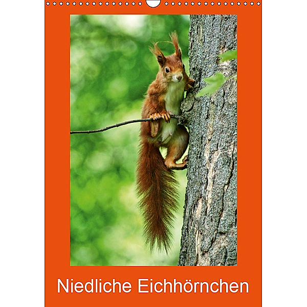 Niedliche Eichhörnchen (Wandkalender 2019 DIN A3 hoch), kattobello