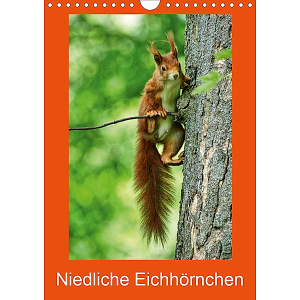 Niedliche Eichhörnchen (Wandkalender 2020 DIN A4 hoch)