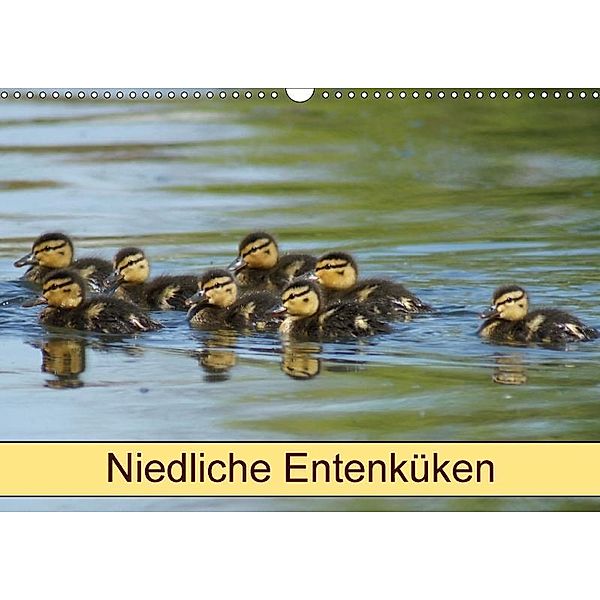 Niedliche Entenküken (Wandkalender 2017 DIN A3 quer), Kattobello