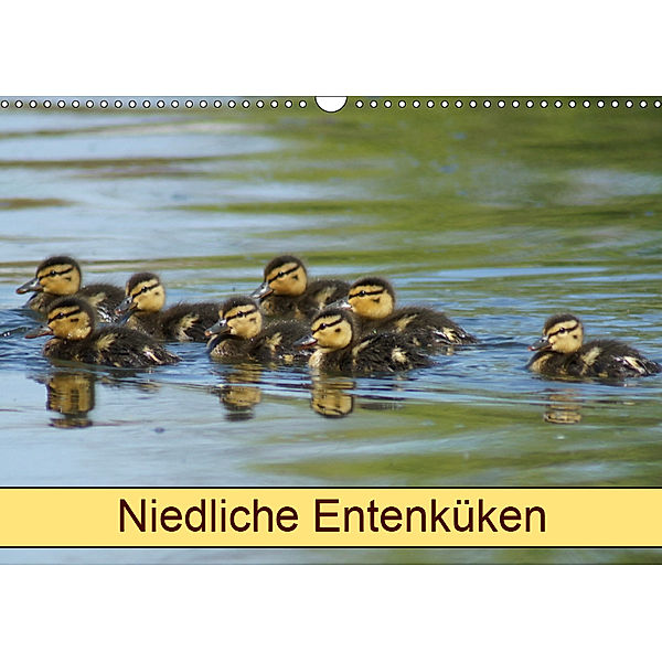 Niedliche Entenküken (Wandkalender 2019 DIN A3 quer), Kattobello