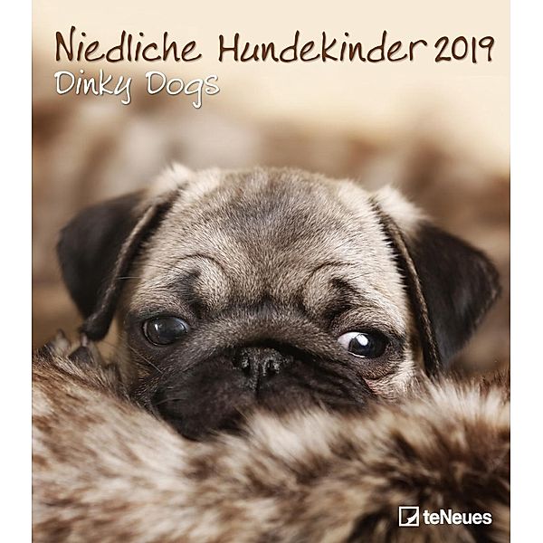 Niedliche Hundekinder 2019