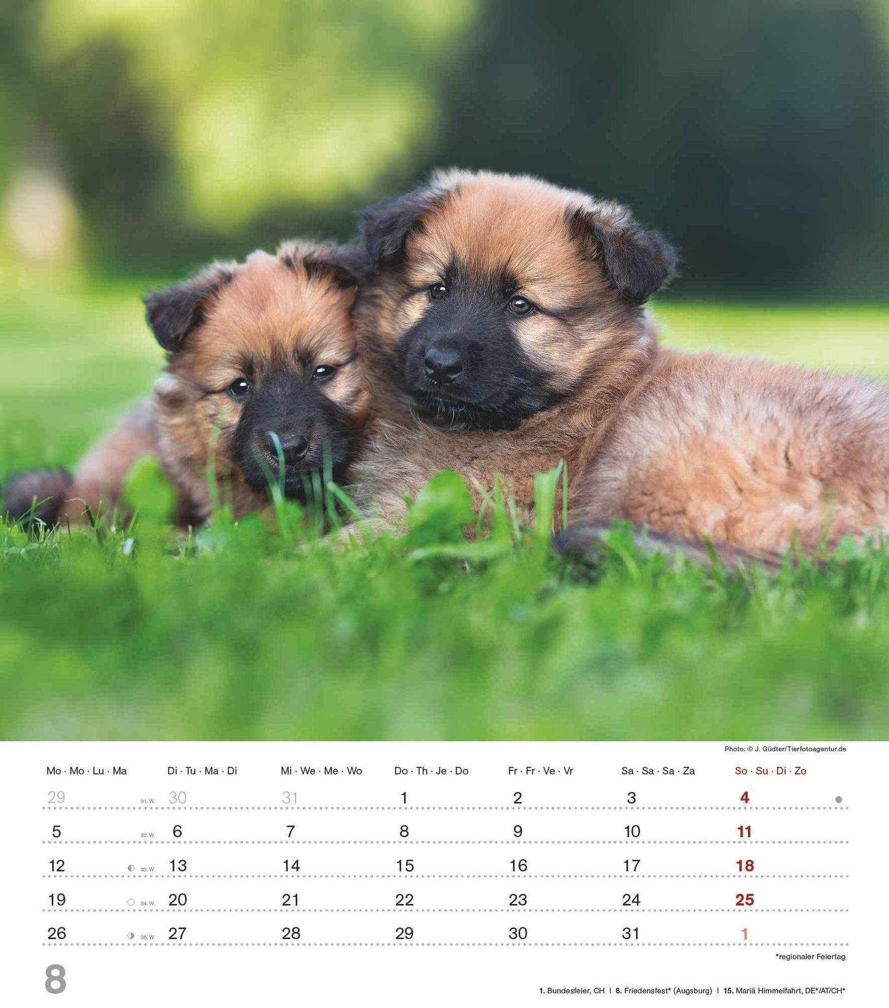 Niedliche Hundekinder 2024 - Wand-Kalender - Tier-Kalender - 30x34 -  Kalender bestellen