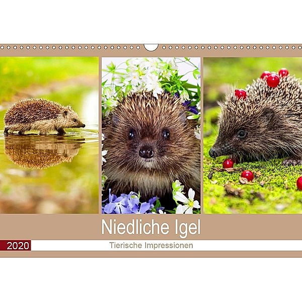 Niedliche Igel 2020. Tierische Impressionen (Wandkalender 2020 DIN A3 quer), Steffani Lehmann