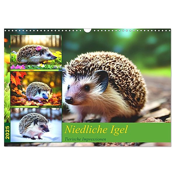 Niedliche Igel (Wandkalender 2025 DIN A3 quer), CALVENDO Monatskalender, Calvendo, Steffani Lehmann