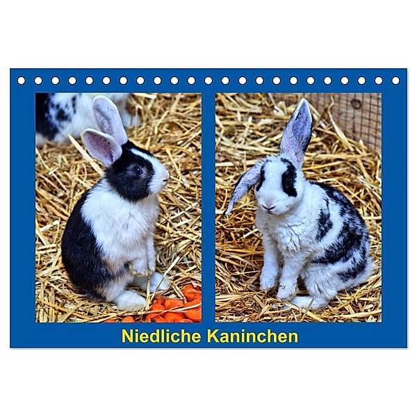 Niedliche Kaninchen (Tischkalender 2024 DIN A5 quer), CALVENDO Monatskalender, Kattobello