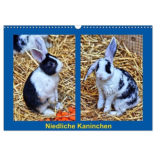 Niedliche Kaninchen (Wandkalender 2024 DIN A3 quer), CALVENDO Monatskalender, Kattobello