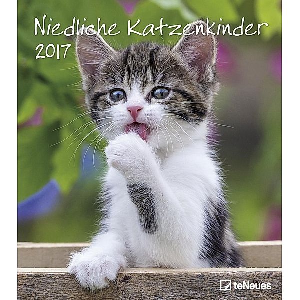 Niedliche Katzenkinder 2017