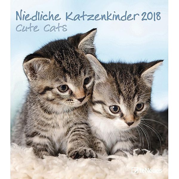 Niedliche Katzenkinder 2018