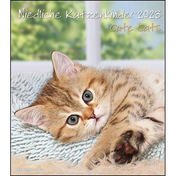 Niedliche Katzenkinder 2023 - Wand-Kalender - Tier-Kalender - 30x34