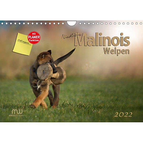 Niedliche Malinois Welpen (Wandkalender 2022 DIN A4 quer), Martina Wrede