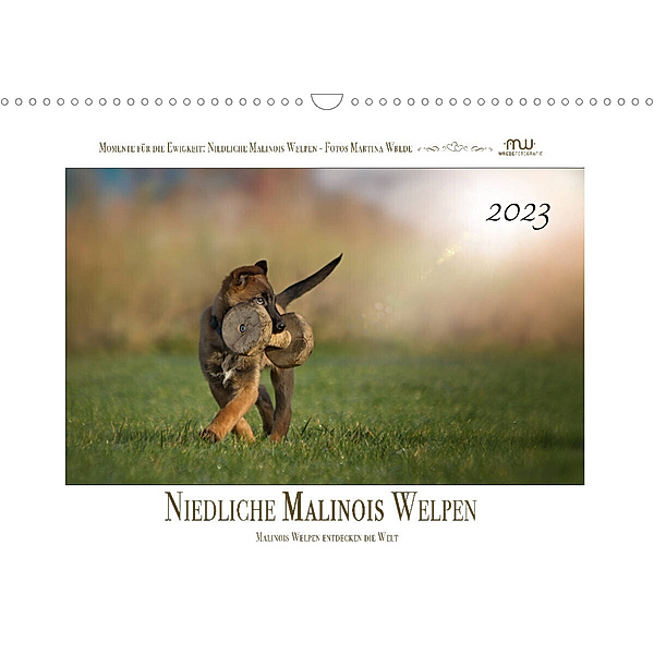 Niedliche Malinois Welpen (Wandkalender 2023 DIN A3 quer), Martina Wrede