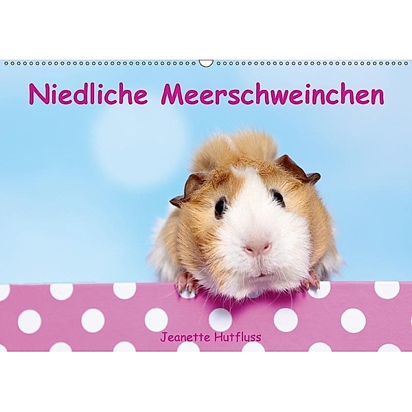 Niedliche Meerschweinchen (Wandkalender 2017 DIN A2 quer), Jeanette Hutfluss
