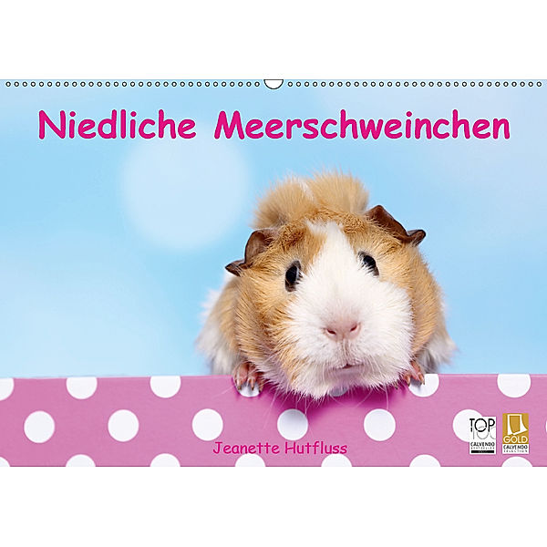 Niedliche Meerschweinchen (Wandkalender 2019 DIN A2 quer), Jeanette Hutfluss