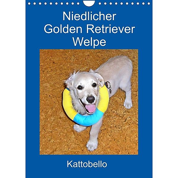 Niedlicher Golden Retriever Welpe (Wandkalender 2023 DIN A4 hoch), Kattobello