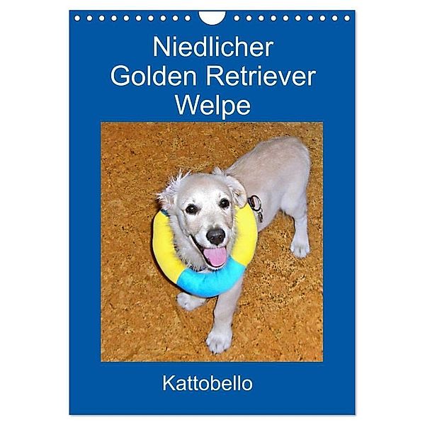 Niedlicher Golden Retriever Welpe (Wandkalender 2024 DIN A4 hoch), CALVENDO Monatskalender, Kattobello