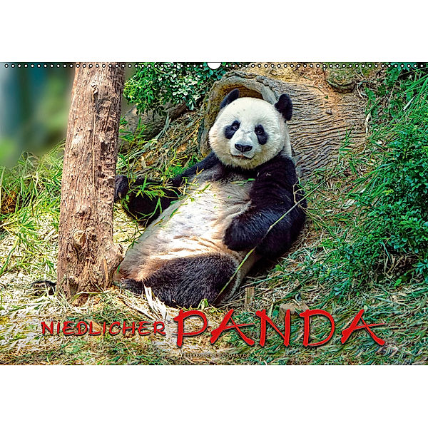 Niedlicher Panda (Wandkalender 2019 DIN A2 quer), Peter Roder