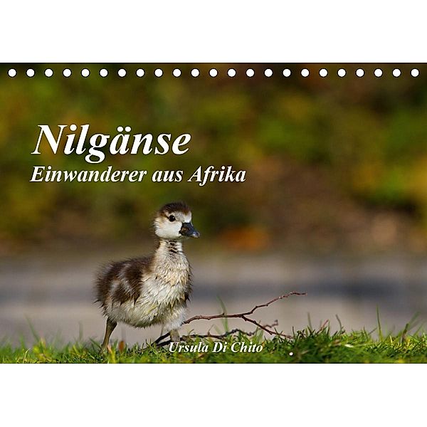 Nilgänse - Einwanderer aus Afrika (Tischkalender 2021 DIN A5 quer), Ursula Di Chito