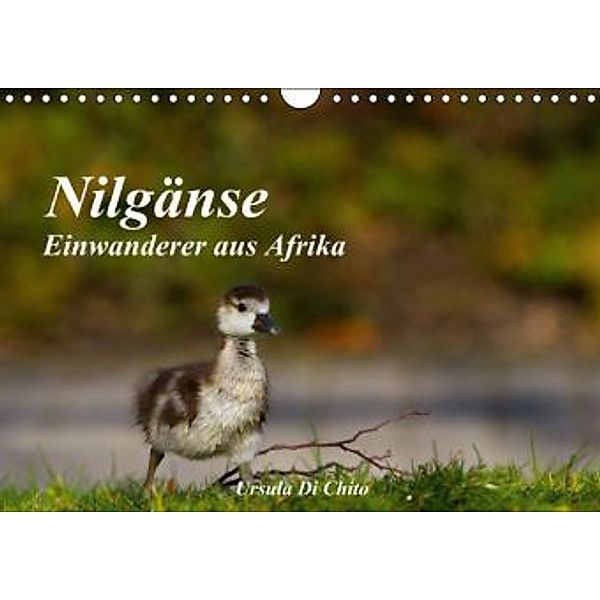 Nilgänse - Einwanderer aus Afrika (Wandkalender 2015 DIN A4 quer), Ursula Di Chito