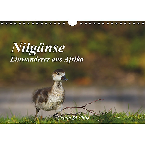 Nilgänse - Einwanderer aus Afrika (Wandkalender 2019 DIN A4 quer), Ursula Di Chito