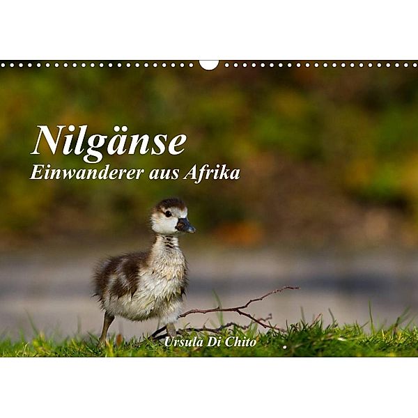 Nilgänse - Einwanderer aus Afrika (Wandkalender 2023 DIN A3 quer), Ursula Di Chito