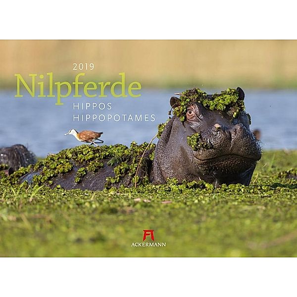 Nilpferde 2019