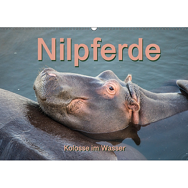 Nilpferde, Kolosse im Wasser (Wandkalender 2019 DIN A2 quer), Robert Styppa