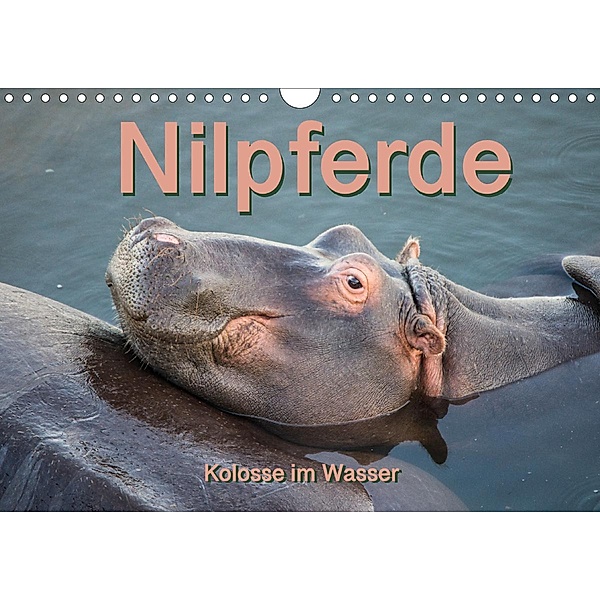 Nilpferde, Kolosse im Wasser (Wandkalender 2020 DIN A4 quer), Robert Styppa, Andrea Styppa