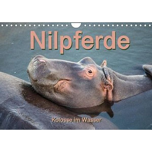 Nilpferde, Kolosse im Wasser (Wandkalender 2022 DIN A4 quer), Robert und Andrea Styppa