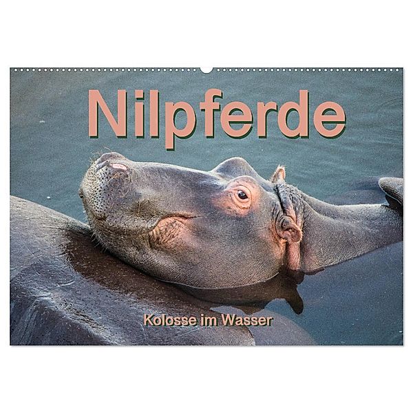 Nilpferde, Kolosse im Wasser (Wandkalender 2024 DIN A2 quer), CALVENDO Monatskalender, Robert und Andrea Styppa