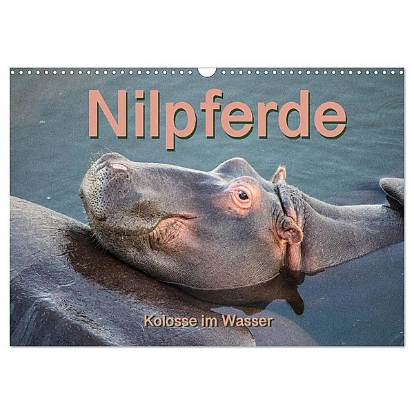 Nilpferde, Kolosse im Wasser (Wandkalender 2024 DIN A3 quer), CALVENDO Monatskalender, Robert und Andrea Styppa