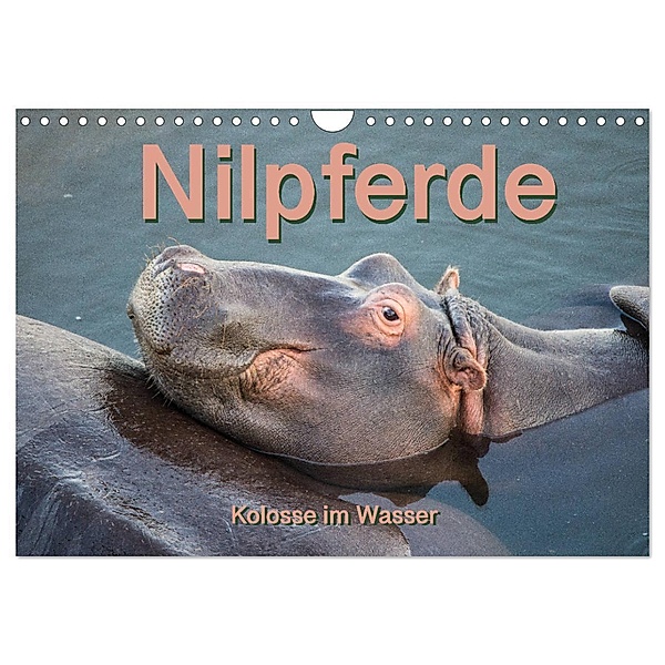 Nilpferde, Kolosse im Wasser (Wandkalender 2024 DIN A4 quer), CALVENDO Monatskalender, Robert und Andrea Styppa