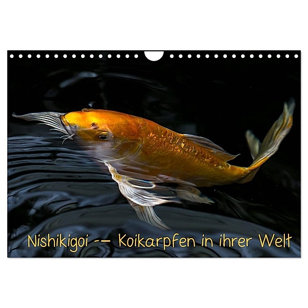 Nishikigoi - Koikarpfen in ihrer Welt (Wandkalender 2024 DIN A4 quer), CALVENDO Monatskalender, Erwin Renken
