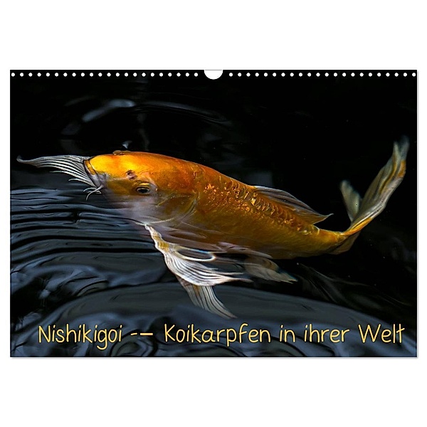 Nishikigoi - Koikarpfen in ihrer Welt (Wandkalender 2024 DIN A3 quer), CALVENDO Monatskalender, Erwin Renken
