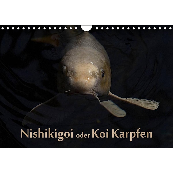 Nishikigoi oder Koi Karpfen (Wandkalender 2023 DIN A4 quer), Erwin Renken