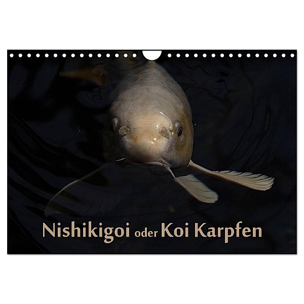 Nishikigoi oder Koi Karpfen (Wandkalender 2024 DIN A4 quer), CALVENDO Monatskalender, Erwin Renken