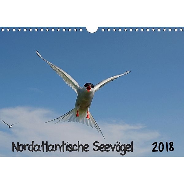 Nordatlantische Seevögel (Wandkalender 2018 DIN A4 quer), Gerald Wolf