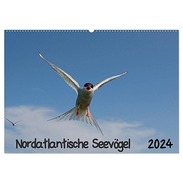 Nordatlantische Seevögel (Wandkalender 2024 DIN A2 quer), CALVENDO Monatskalender, Gerald Wolf
