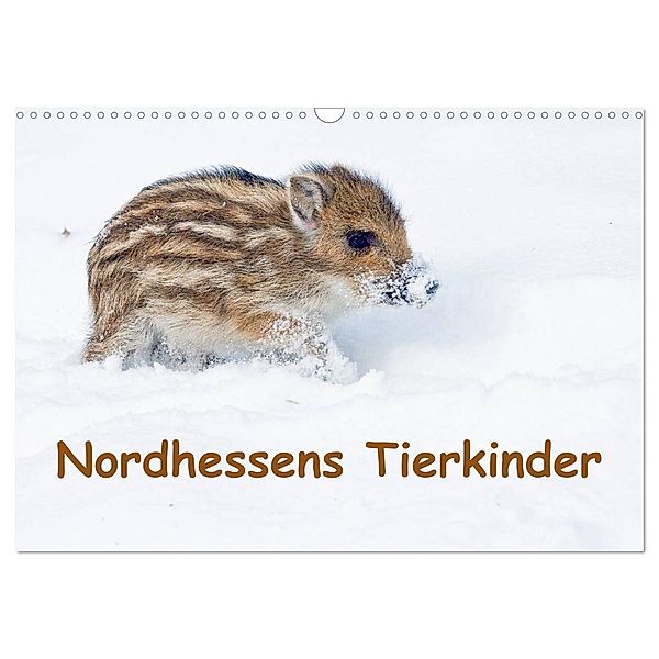 Nordhessens Tierkinder (Wandkalender 2024 DIN A3 quer), CALVENDO Monatskalender, Wilfried Martin