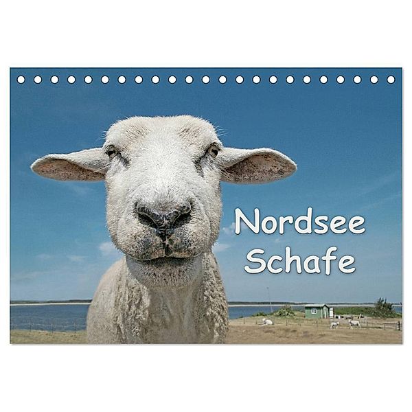 Nordsee Schafe (Tischkalender 2024 DIN A5 quer), CALVENDO Monatskalender, Andrea Wilken