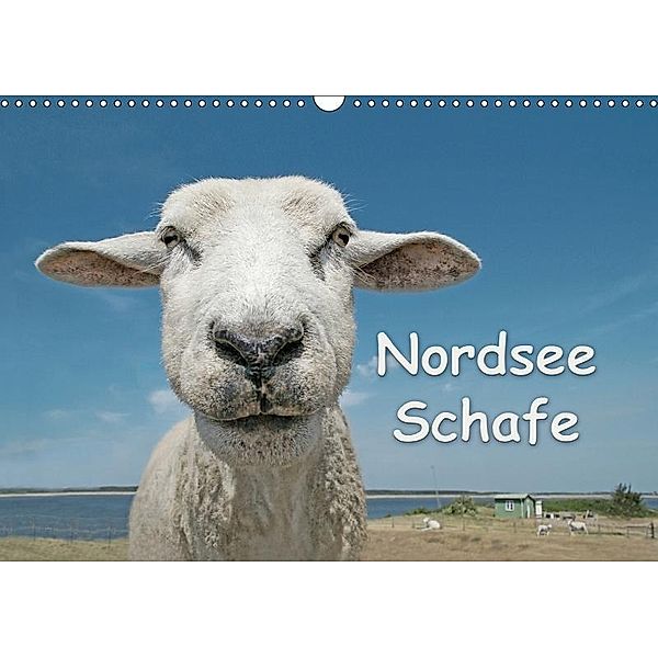 Nordsee Schafe (Wandkalender 2017 DIN A3 quer), Andrea Wilken