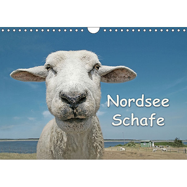 Nordsee Schafe (Wandkalender 2019 DIN A4 quer), Andrea Wilken