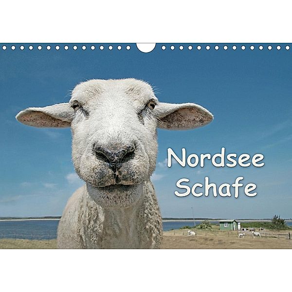 Nordsee Schafe (Wandkalender 2021 DIN A4 quer), Andrea Wilken