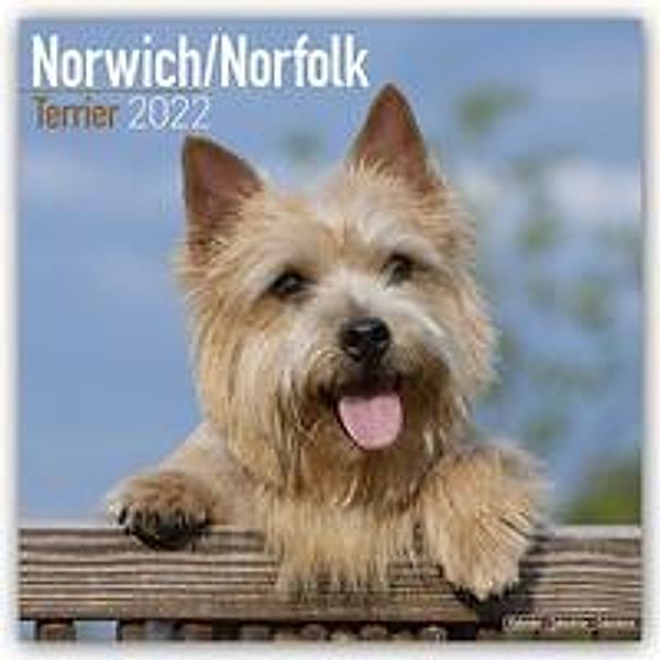 Norfolk Terrier 2022 - 16-Monatskalender, Avonside Publishing Ltd