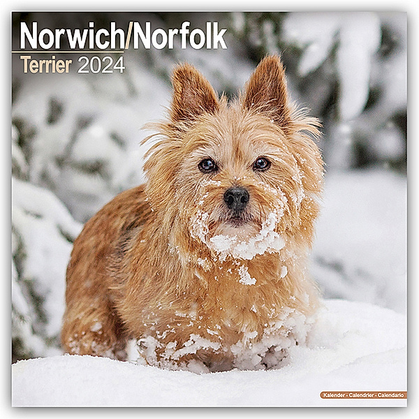 Norfolk Terrier 2024 - 16-Monatskalender, Avonside Publishing Ltd