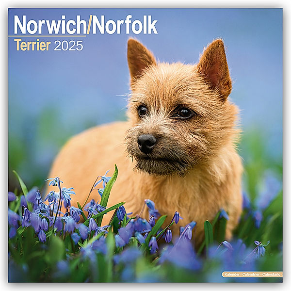Norfolk Terrier 2025 - 16-Monatskalender - Original Avonside-Kalender [Mehrsprachig] [Kalender], Avonside Publishing Ltd