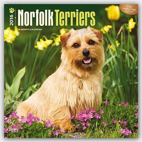Norfolk Terriers 2016