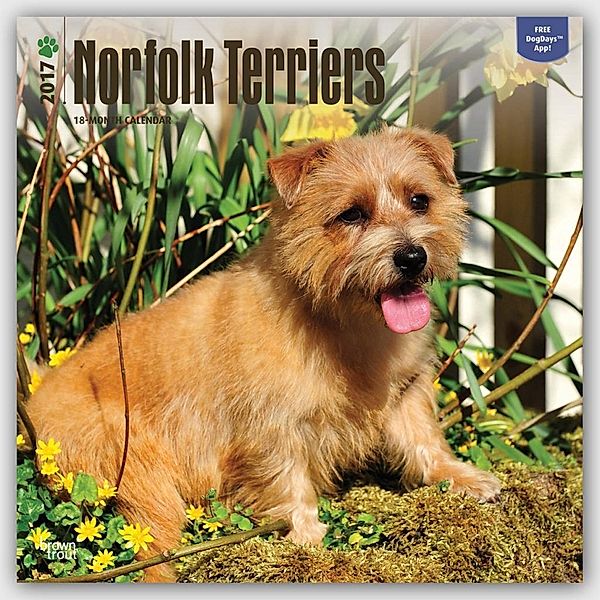 Norfolk Terriers 2017 Wall