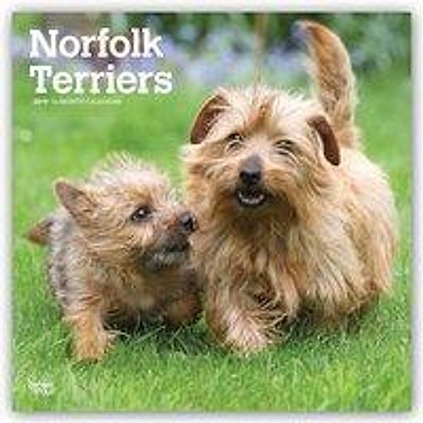 Norfolk Terriers 2019 Square Wall Calendar