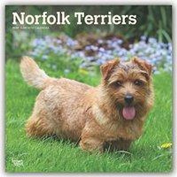 Norfolk Terriers 2020, BrownTrout Publisher