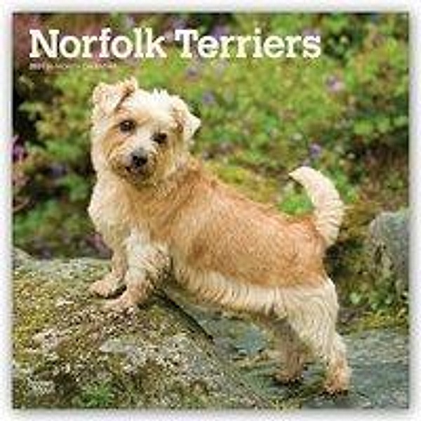 Norfolk Terriers 2021 - 16-Monatskalender mit freier DogDays-App, BrownTrout Publisher